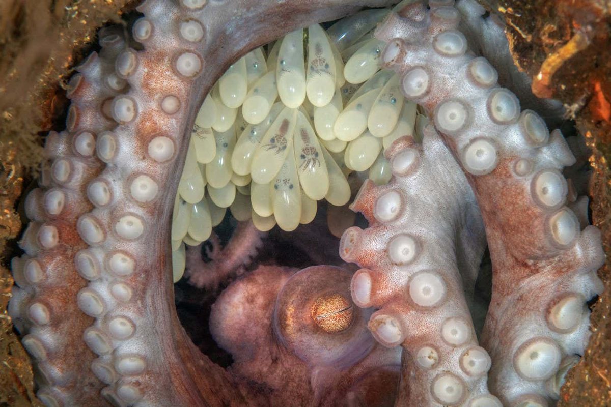 Intimate Octopus Portrait Captures Top Honors in Prestigious Nature Photography Contest