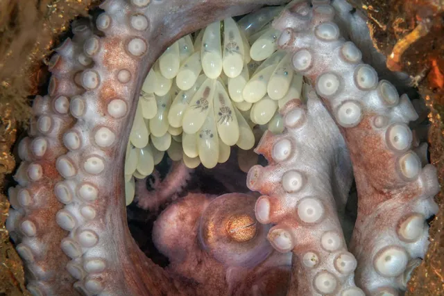 Intimate Octopus Portrait Captures Top Honors in Prestigious Nature Photography Contest