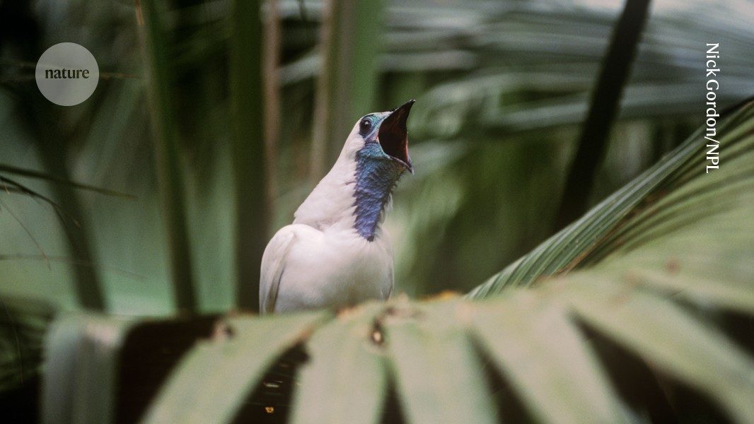 Bare-Throated Bellbird Shatters Sound Barrier: Loudest Bird Song Ever Recorded