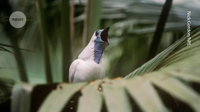 Bare-Throated Bellbird Shatters Sound Barrier: Loudest Bird Song Ever Recorded