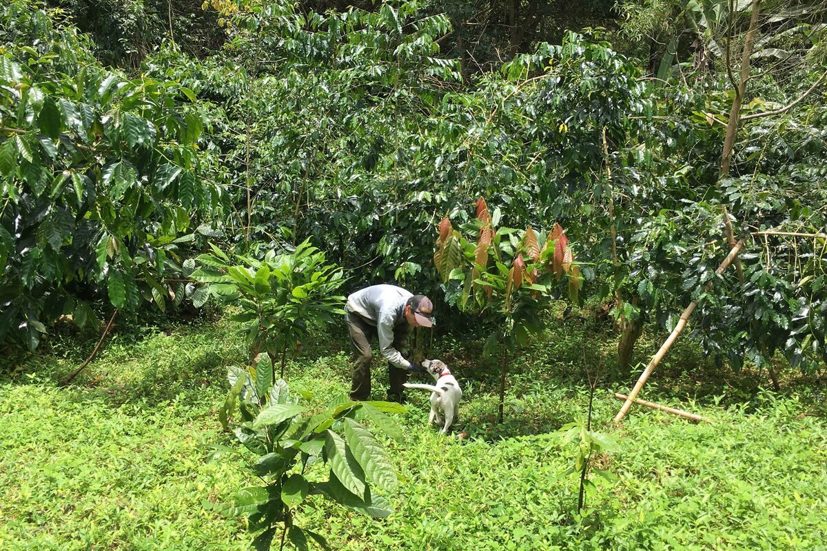 Hawaii's Coffee Industry Faces Unintended Fallout from Trump Tariffs