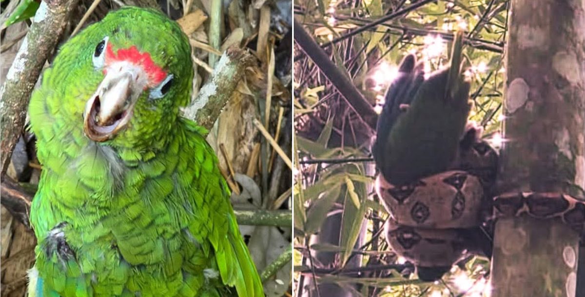 Biologist Rescues Critically Endangered Parrot from Invasive Boa in Puerto Rico