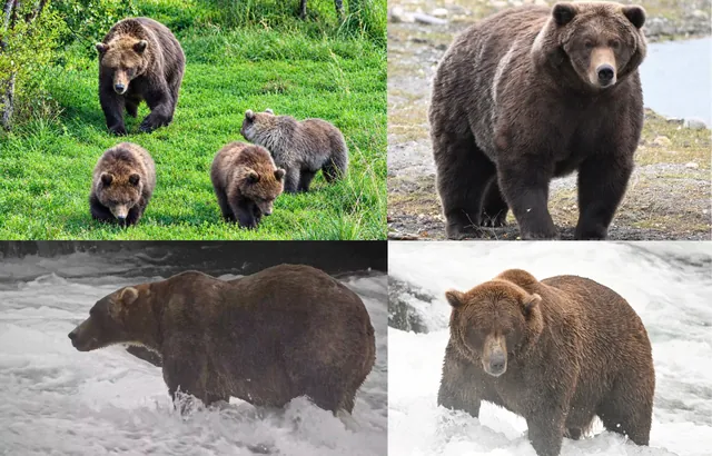 Fat Bear Week Semi-Finals: Iconic Bears Vie for Top Spot