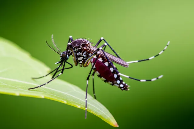 Разведение инвазивных комаров Aedes aegypti в Лондоне: низкая непосредственная угроза, растущая климатическая обеспокоенность