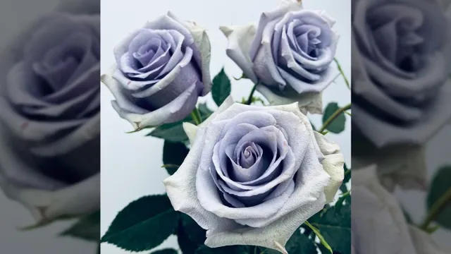 Suntory Achieves True Blue Rose After Decades of Research