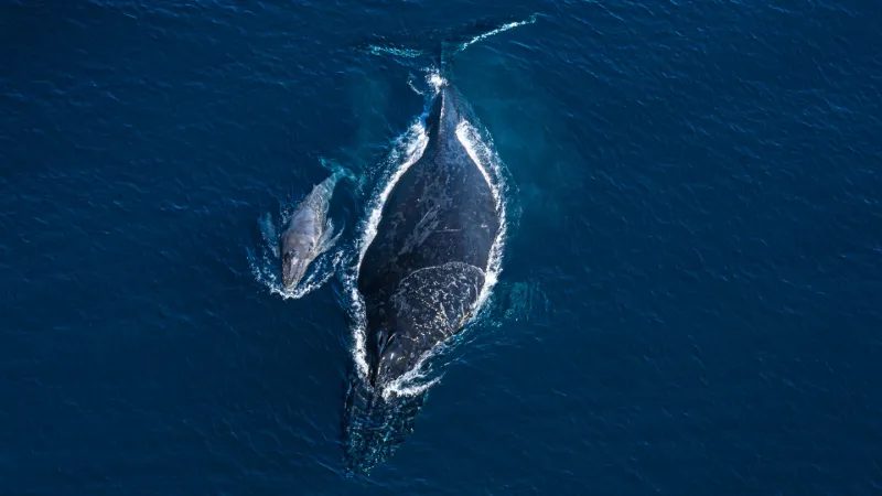 Humpback Whale Mother Displays Apparent Grief Over Dead Calf, Scientists Report
