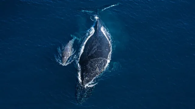 Humpback Whale Mother Displays Apparent Grief Over Dead Calf, Scientists Report