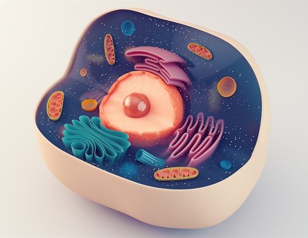 Cancer Gene CCND1's Dual Role: Fueling Inflammation in 'Zombie' Cells