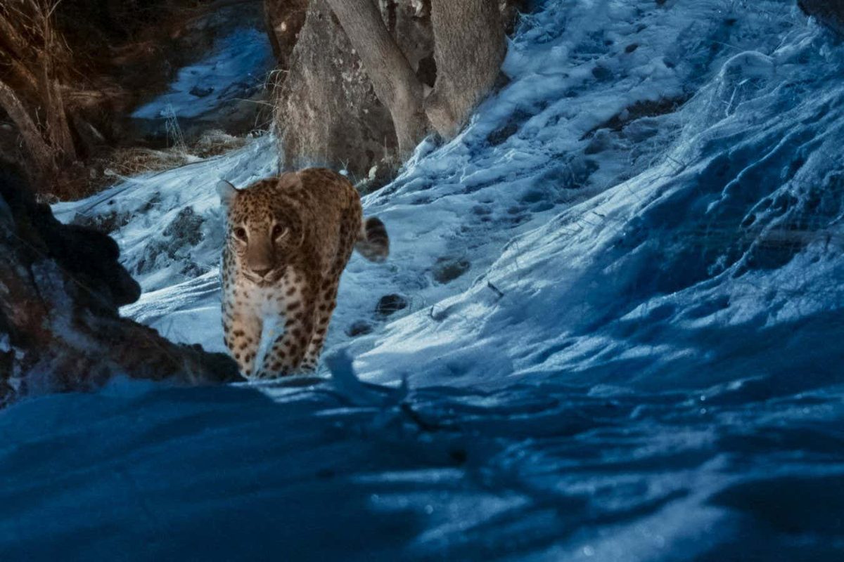 Urgent Appeal: New Documentary Highlights Endangered Species Crisis