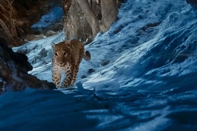 The Wild Ones: A Powerful Documentary Shining Light on Six Endangered Species and Global Conservation Efforts