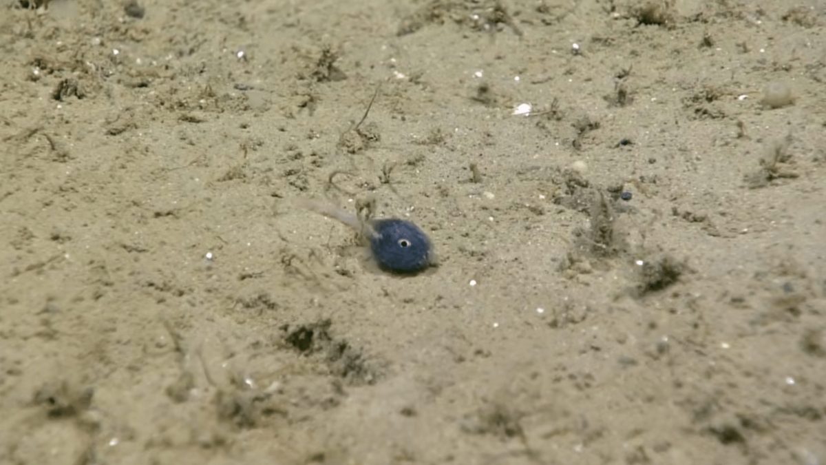 Крошечная рыба, обнаруженная NOAA, подчеркивает огромные неизвестности глубин океана
