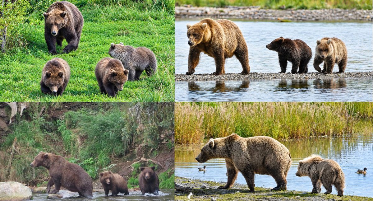 Fat Bear Week Day 1: Moms and Lone Females Vie for Top Spot