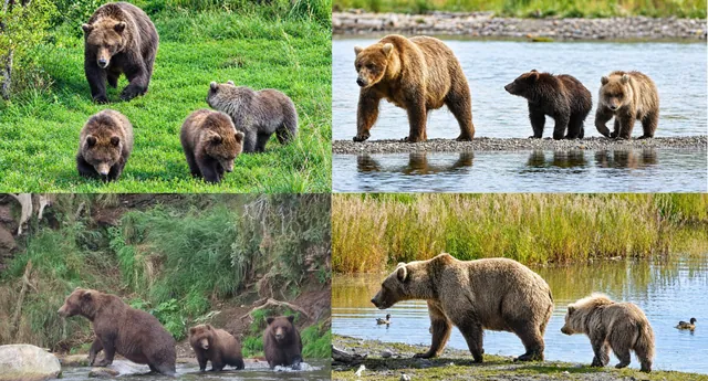 Fat Bear Week Day 1: Moms and Lone Females Vie for Top Spot
