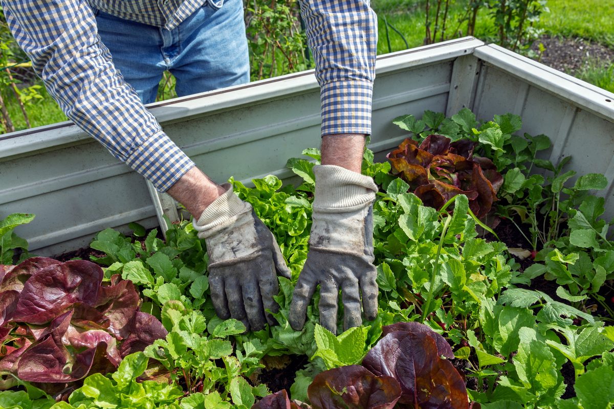 Homegrown vs. Store-Bought Produce: A Food Safety Deep Dive
