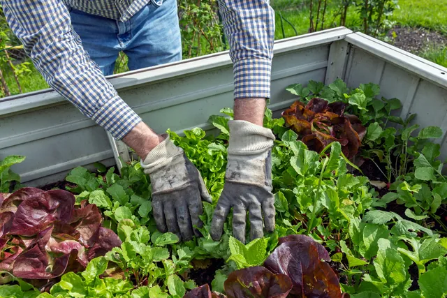 Homegrown vs. Store-Bought Produce: A Food Safety Deep Dive