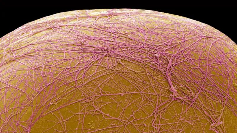 Experimental Drug CBL-514 Destroys Visceral Fat, Offering New Hope for Metabolic Health
