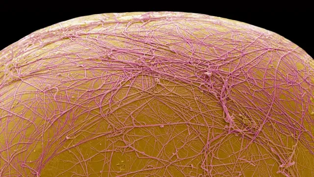 Experimental Drug CBL-514 Destroys Visceral Fat, Offering New Hope for Metabolic Health