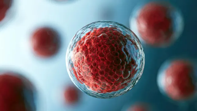 Cellular Aging Paradox: Autophagy Activity Varies by Sex and Cell Type, Exercise May Help