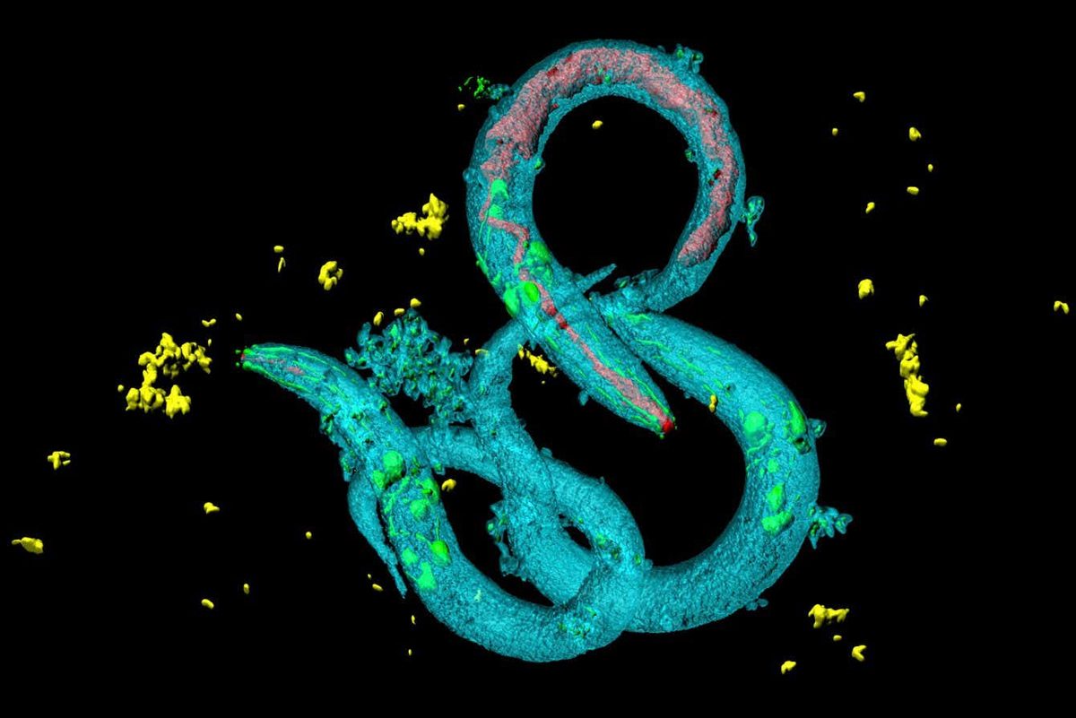 Microplastic Exposure Alters Animal Feeding Behavior Across Generations, Raising Ecological Concerns