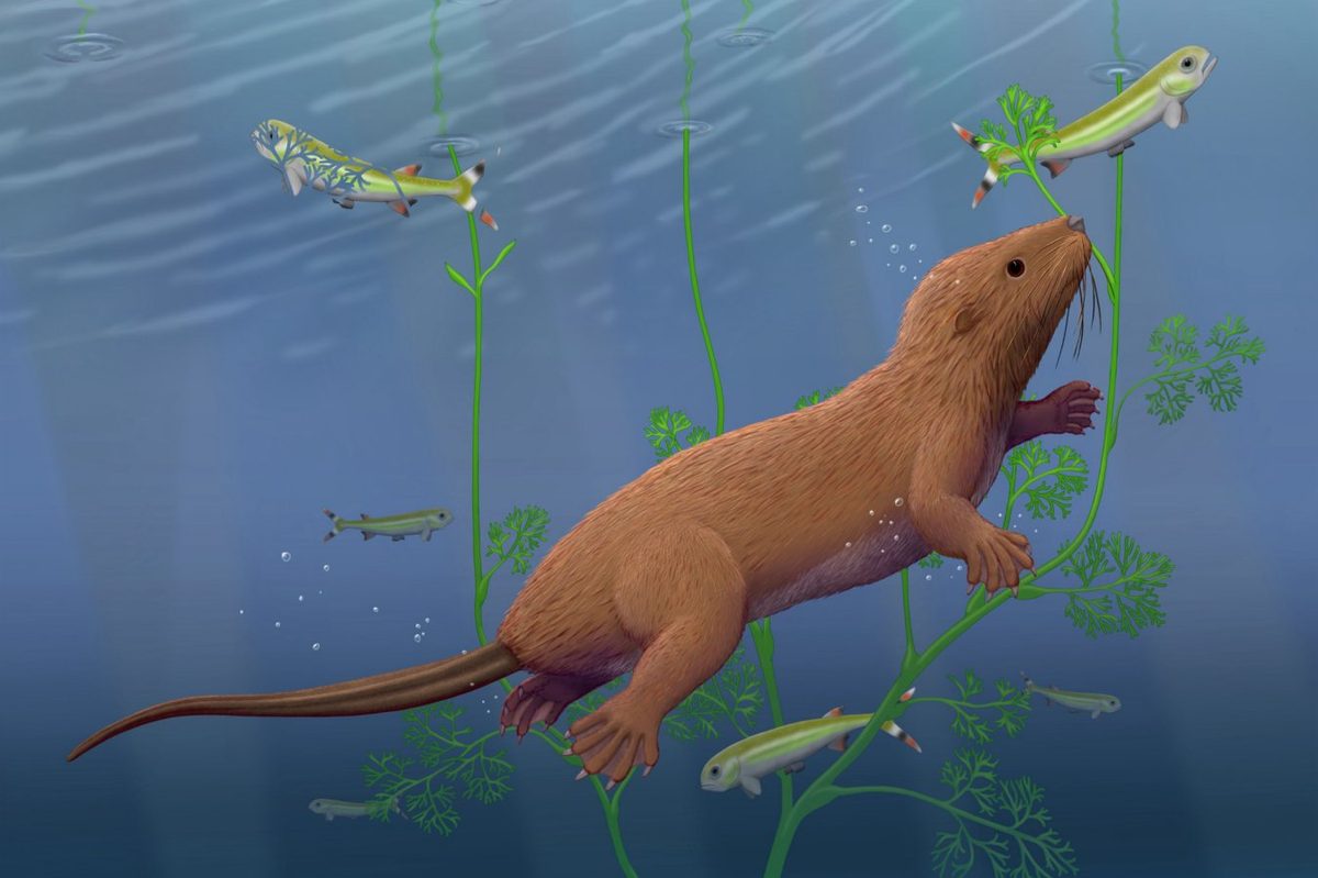 Ancient Mammal Fossil Reveals Reptilian Teeth, Challenging Evolutionary Dogma