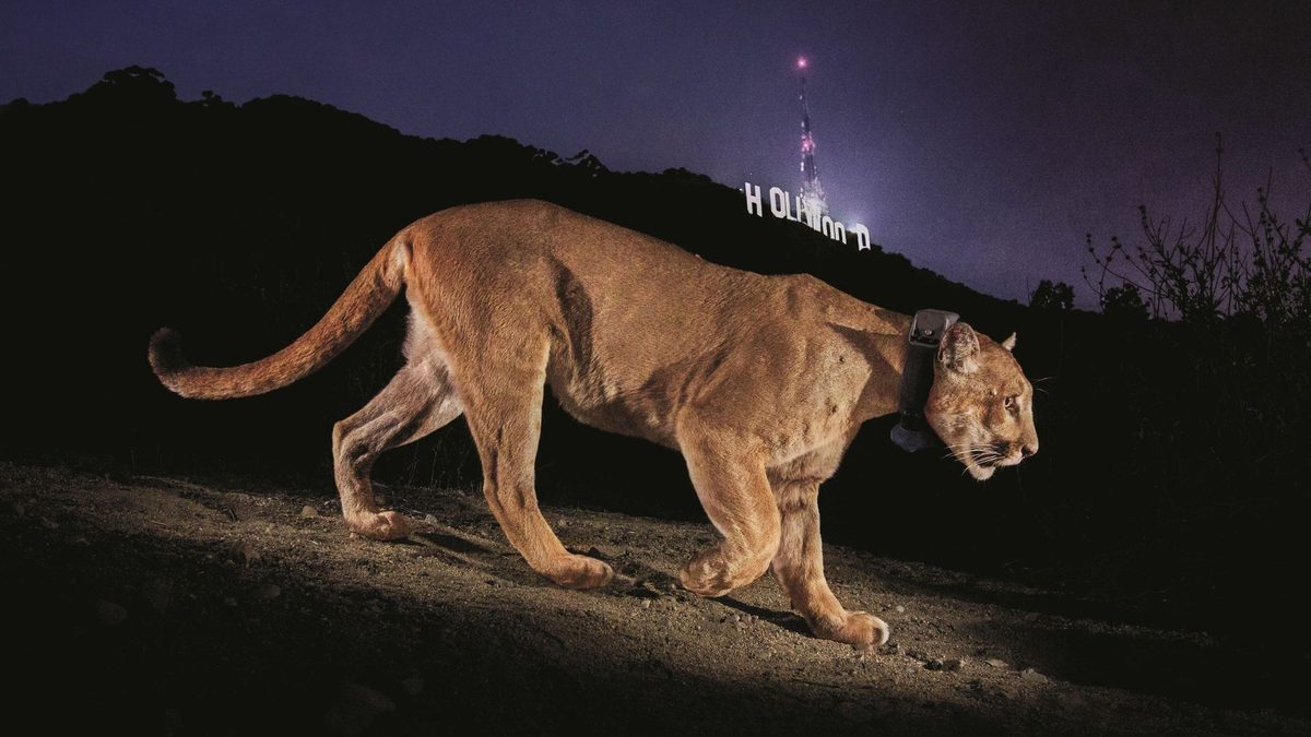 Steve Winter's Iconic Hollywood Puma Photo Sparks Wildlife Corridor Creation