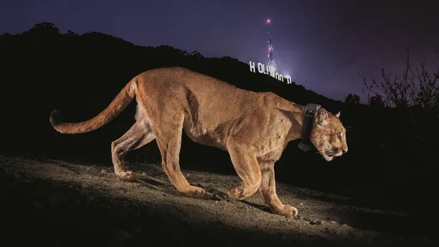 Steve Winter's Iconic Hollywood Puma Photo Sparks Wildlife Corridor Creation