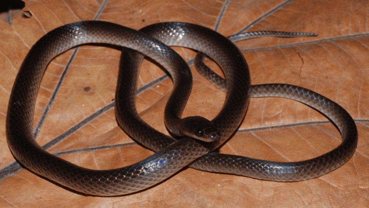 New Groundsnake Species Discovered in New Guinea, Named After Rock Icon Slash