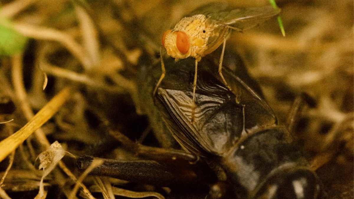 Parasitic Fly Ormia ochracea Gives Live Birth Inside Crickets, Unveiling 10-14 Day Host Kill Cycle