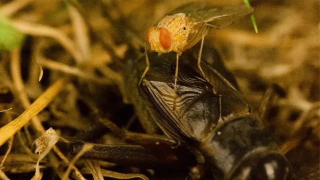 Parasitic Fly Ormia ochracea Gives Live Birth Inside Crickets, Unveiling 10-14 Day Host Kill Cycle