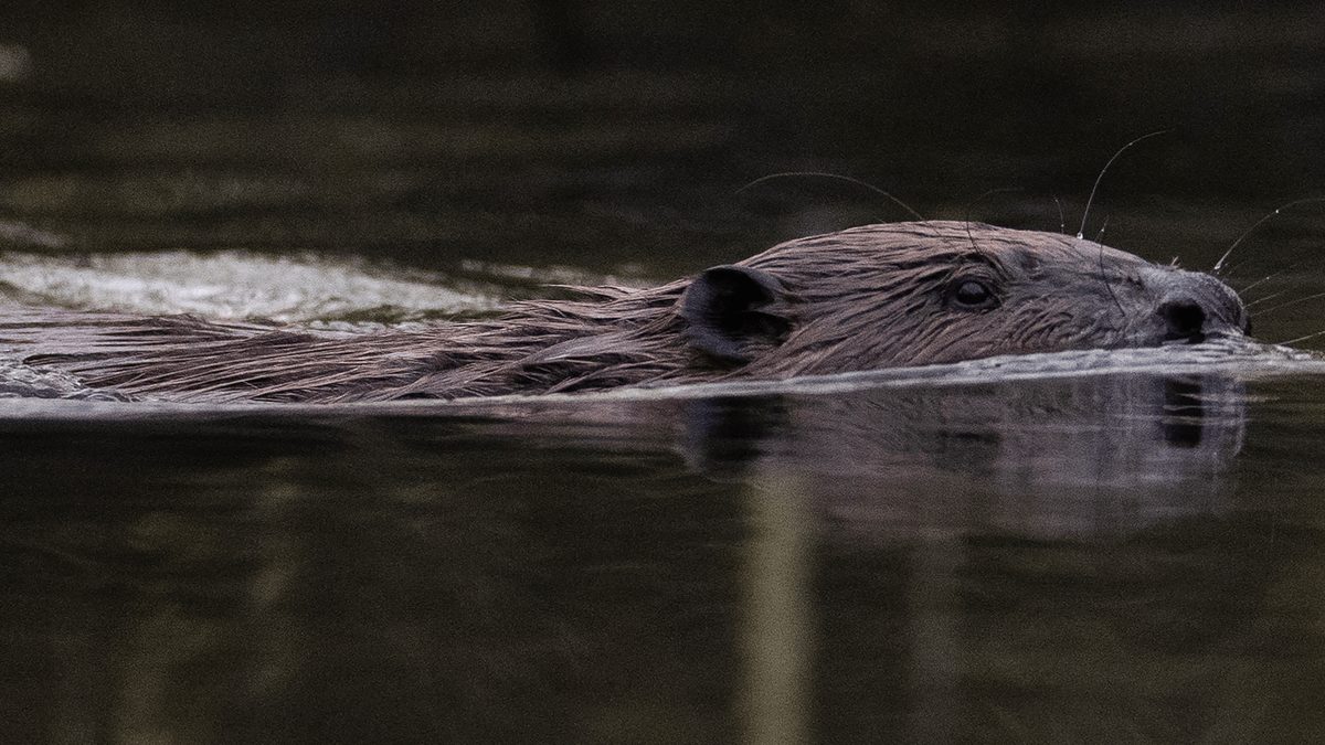 Beavers Restore Vital Waterways in Utah, Boosting River Health by 2023