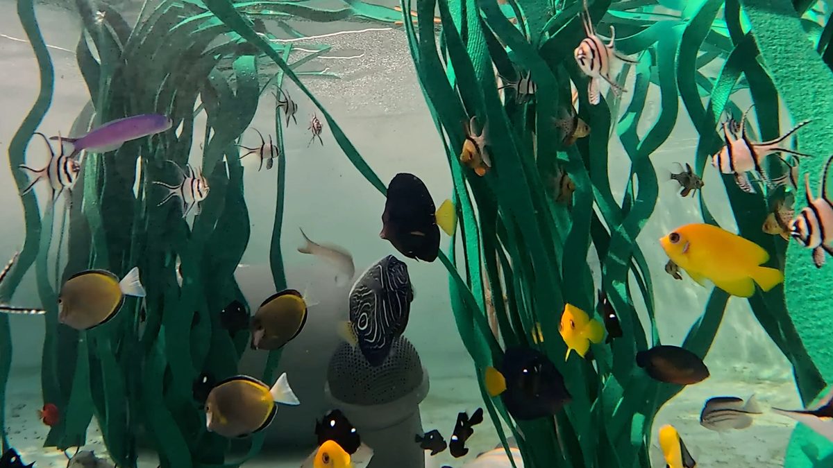 Почти 500 спасенных животных обрели новый дом в Аквариуме Тихого океана