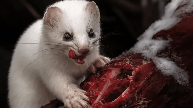 Nature's Fierce Side: New Book Highlights 8 'Metal' Animals